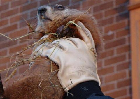魁北克盼早春：土拨鼠日预测结果揭晓