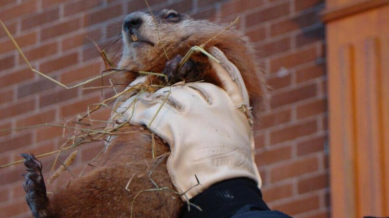 魁北克盼早春：土拨鼠日预测结果揭晓