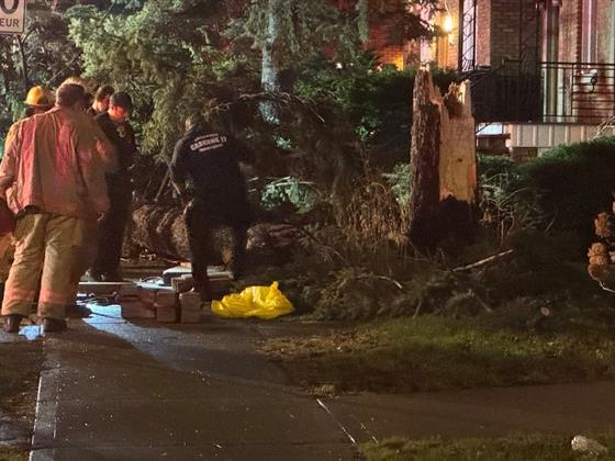 蒙特利尔暴风雨中树木倾倒 15岁少年昏迷不醒