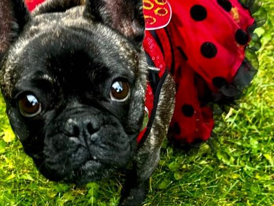 高价宠物：法国斗犬等犬种弃养现象令人担忧，SPCA发出警告